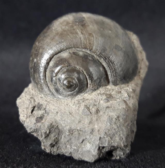 Ampullina vulcani (BRONGNIART 1823) - Bild &copy; FossNet FossilienStore
